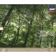 Sada oběžných mincí Slovenské republiky 2019 - UNESCO Karpatské bukové pralesy