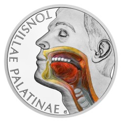 Stříbrná mince Lidské tělo - Lymfatická soustava -  Krční mandle - proof